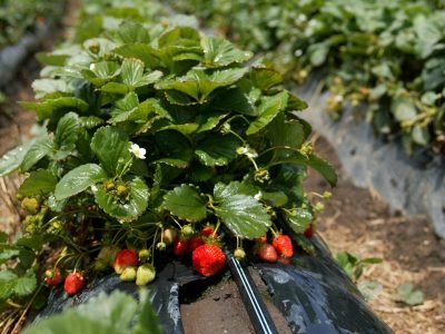 Braškių plantacija aukštose lysvėse su lašeline laistymo juosta